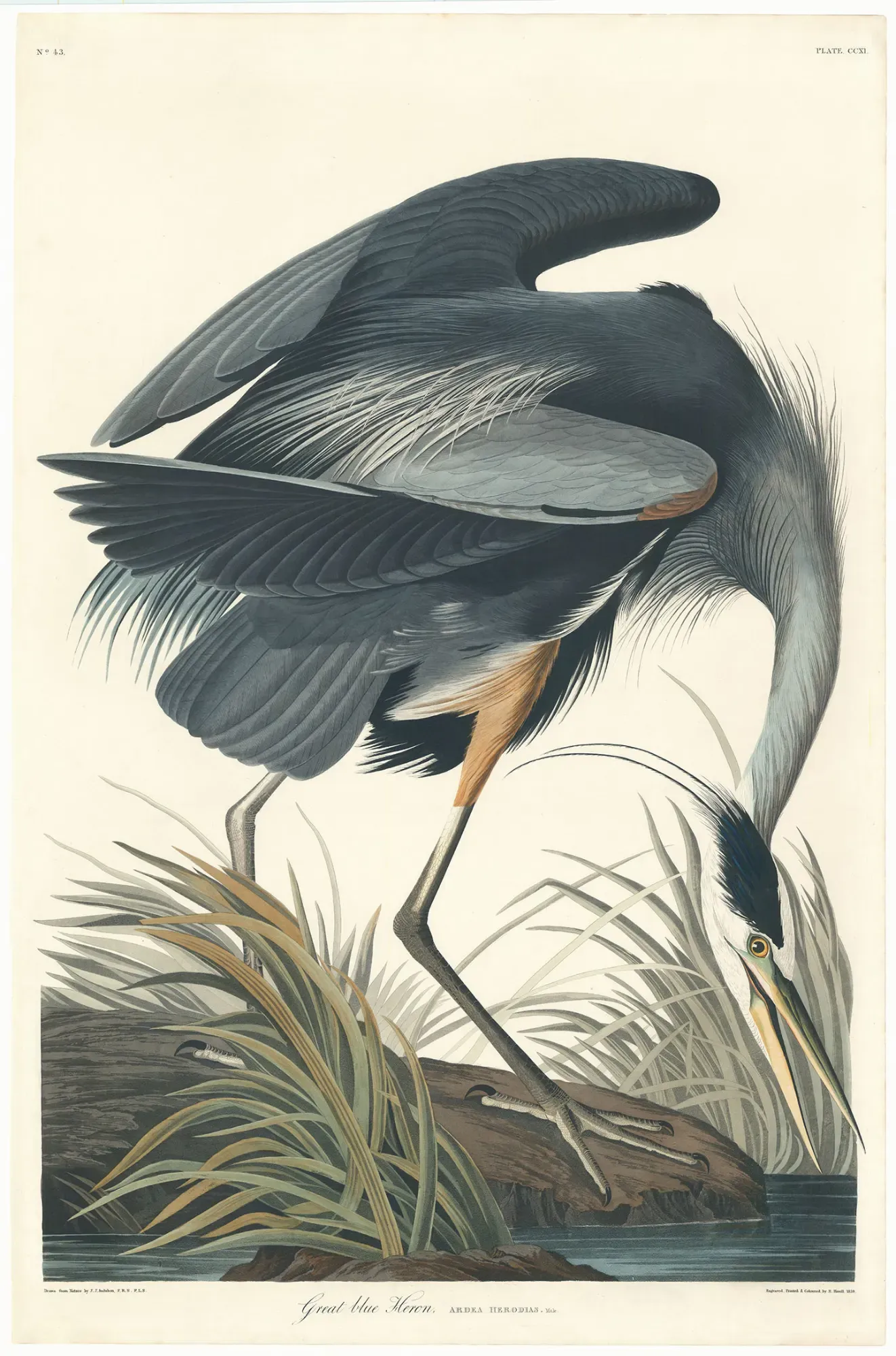 John James Audubon, Great Blue Heron.  Plate CCXI  (211).  Aquatint and engraving, handcolored, 1827-38.  Paper size 38 1/2 x 25 7/16" (97.9 x 64.5 cm).