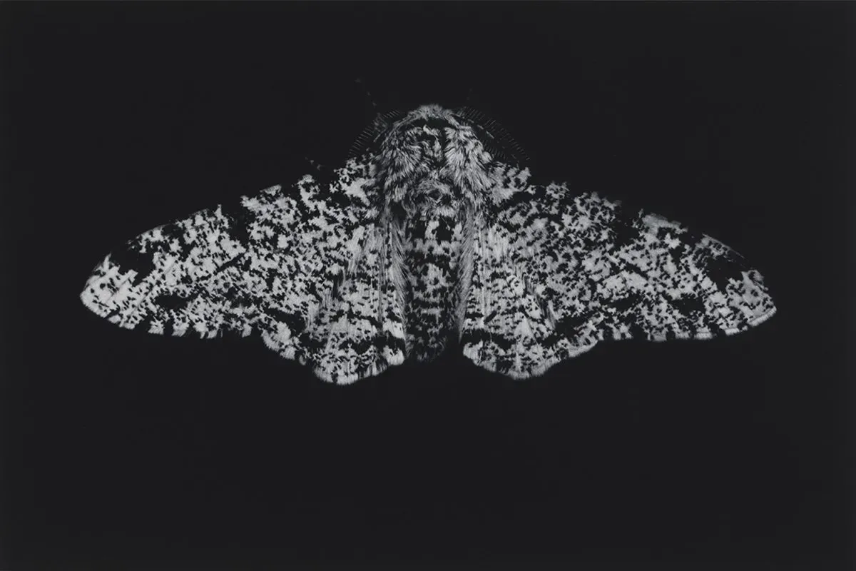 Peppered Moth by Sarah Gillespie