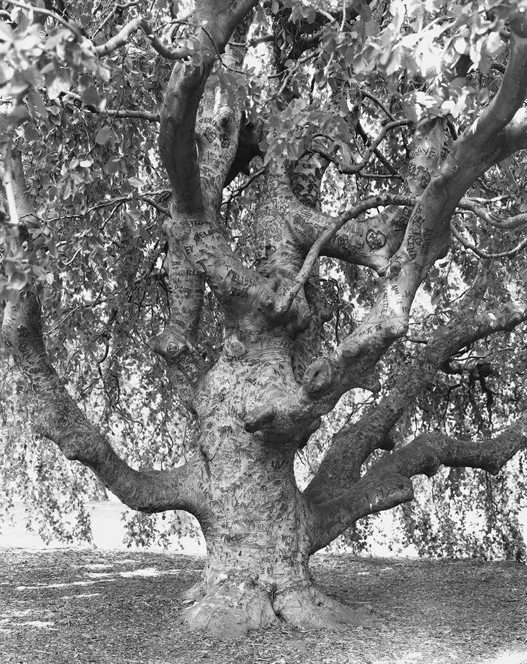 American Elm, Central Park, New York 2011 by Mitch Epstein
