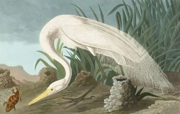 White Heron by John James Audubon
