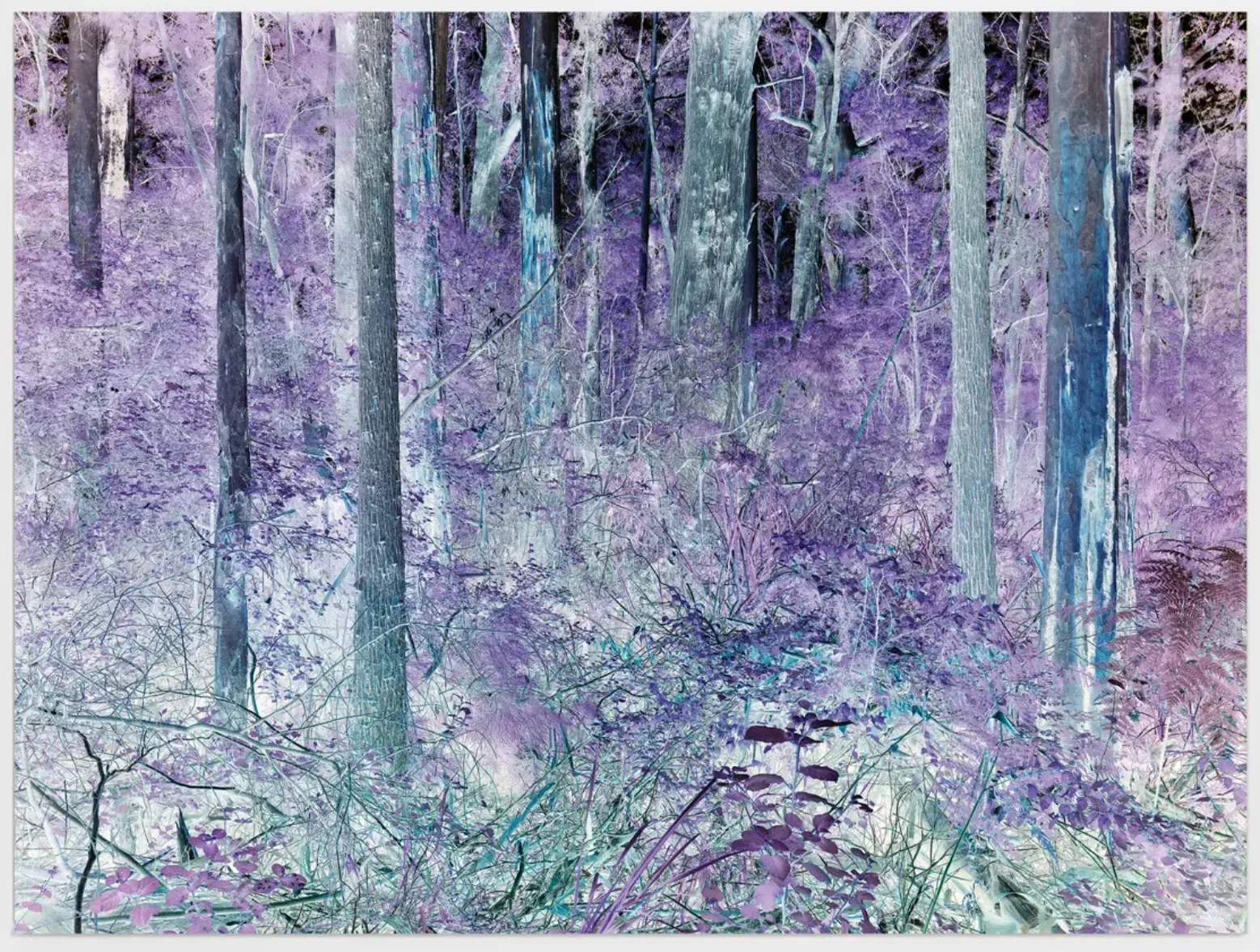 Justin Brice Guariglia: Agentic Forests, London