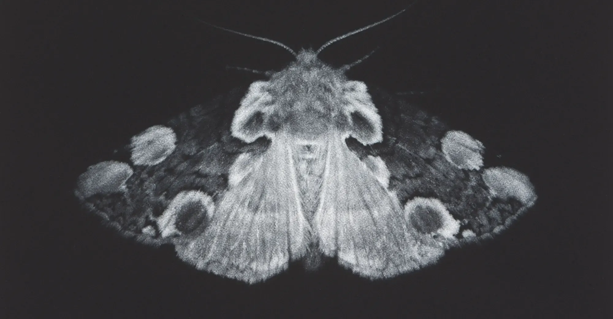 Sarah Gillespie: Underwing, United Kingdom