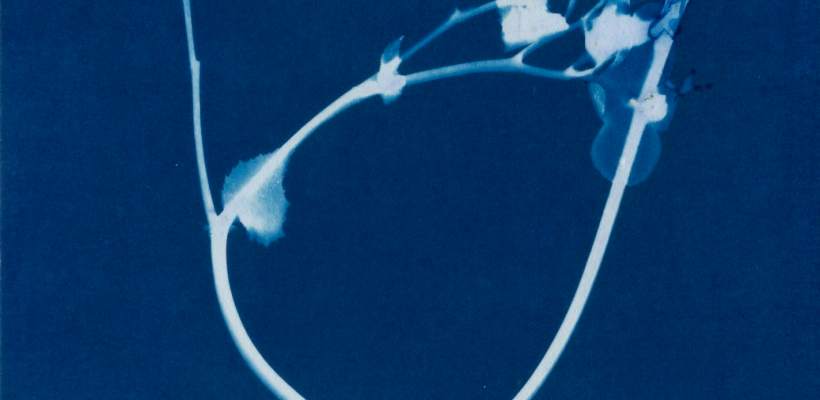 small janelle-lynch-perennial-begonia-2021-cyanotype-5.7-x-7.1-