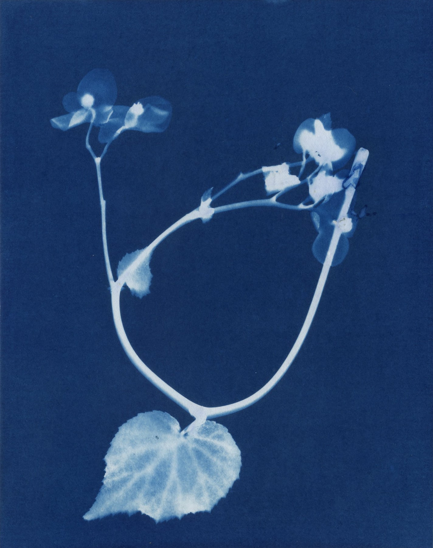 fine art print cyantotype of florals by Janelle Lynch, Perennial Begonia, 2021, cyanotype (detail)