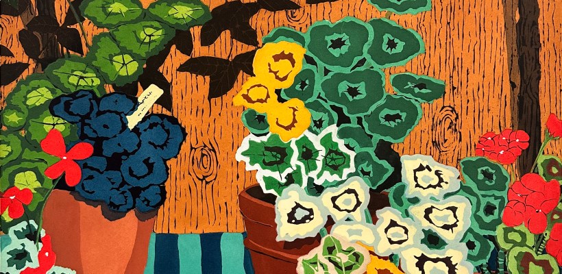 Geraniums and Camellias